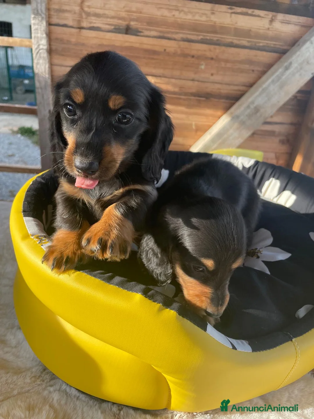 Bassotto cani in vendita: Ultimo mashieto nero focato - Annuncio 3