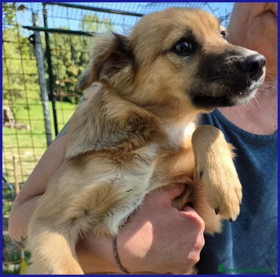 Meticcio cani in regalo: MIRA dagli occhi dolci una cucciolona a Provincia di Forlì-Cesena - Annuncio 2