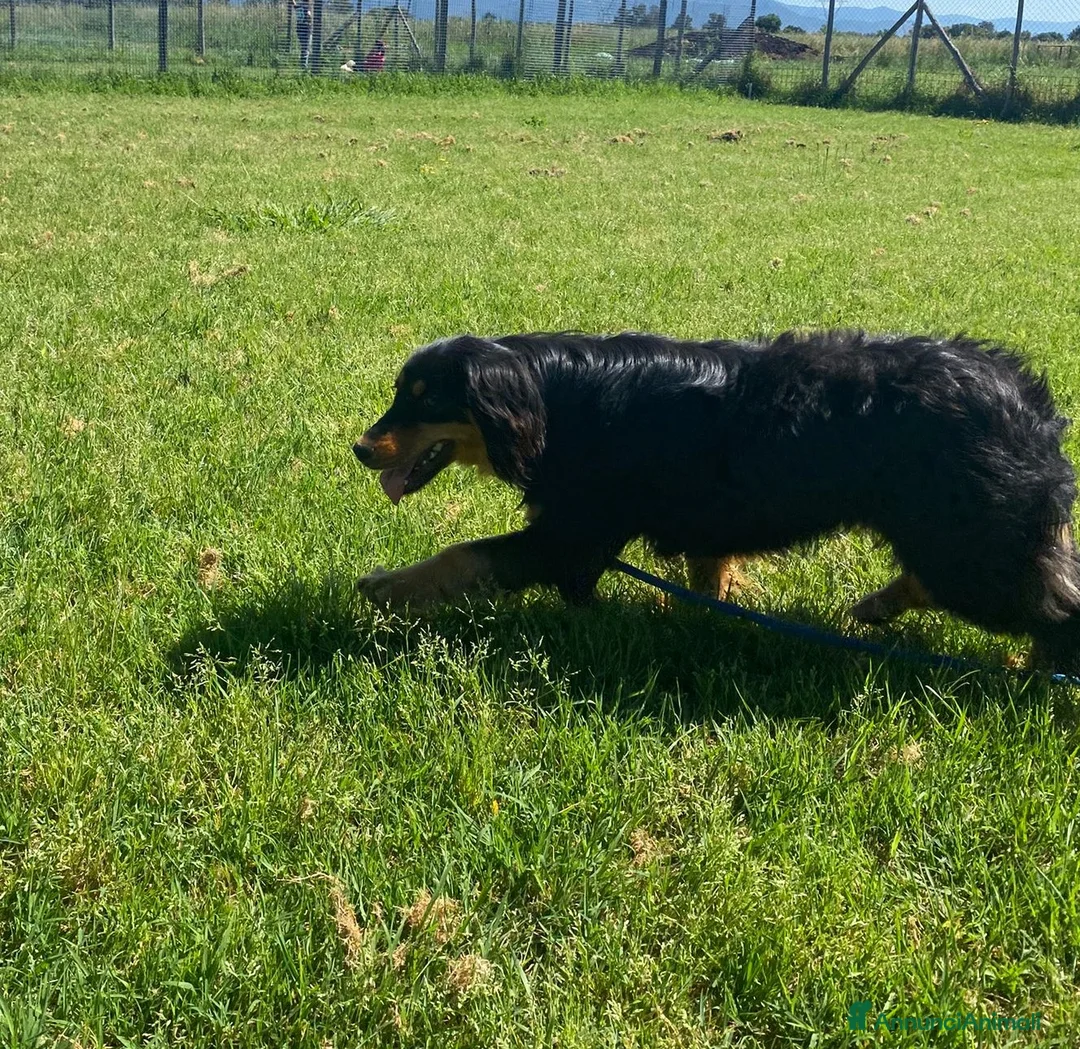 Meticcio cani in regalo:  Follia 🧡timida simil bassotto - Annuncio 5