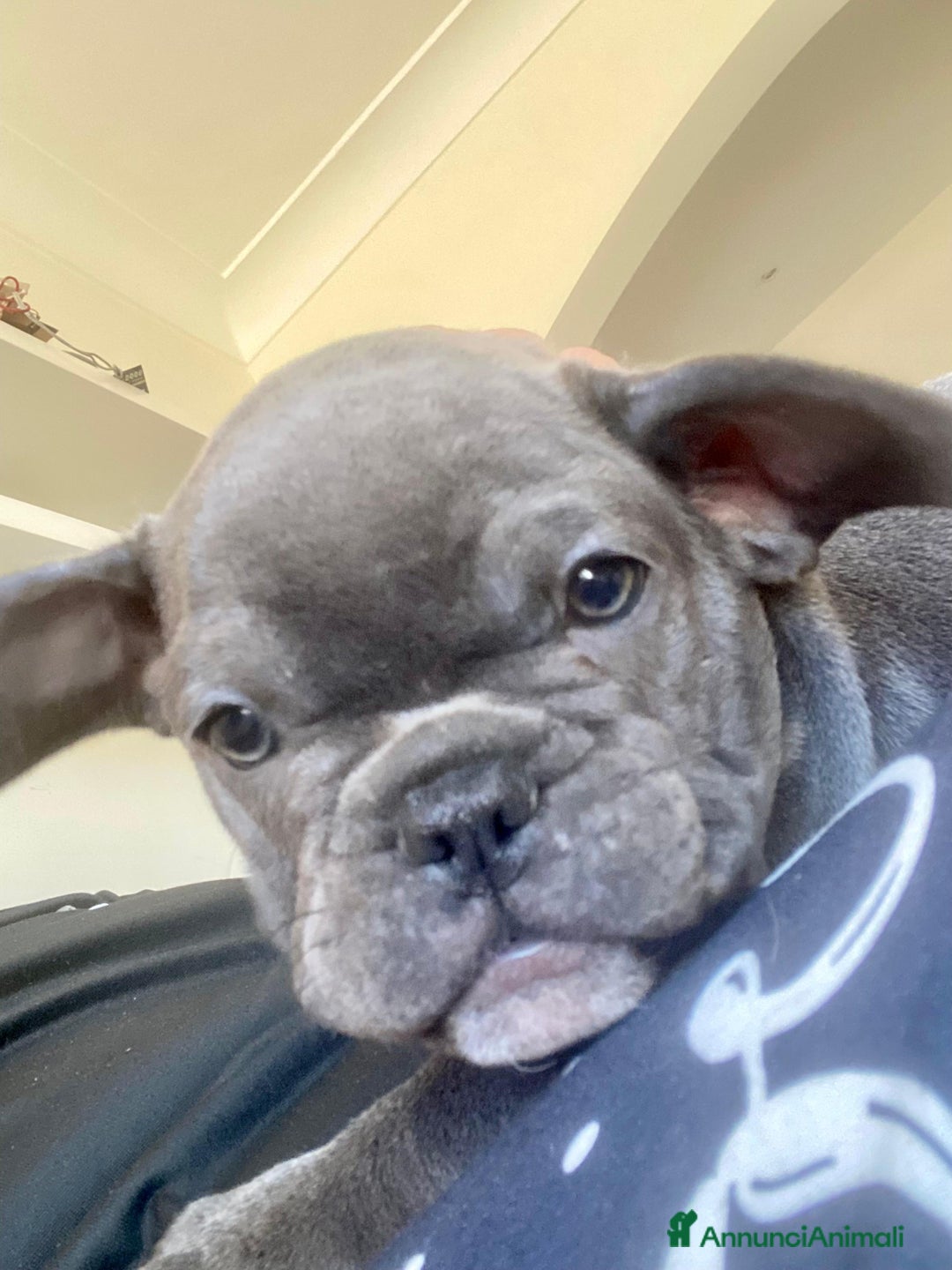 Bulldog Francese cani in vendita: Cuccioli bulldog francese  - Annuncio 3