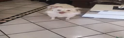 Meticcio cani in regalo: Yuki vorrebbe avere una famiglia  - Annuncio 5