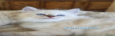 Siberiano 3
