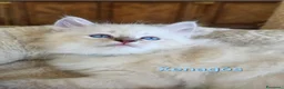 Siberiano gatti in vendita: Cuccioli di gatto siberiano neva masquerade - Annuncio 2