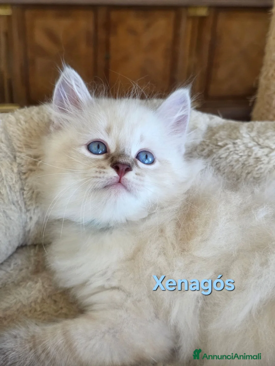 Siberiano gatti in vendita: Cuccioli di gatto siberiano neva masquerade - Annuncio 2