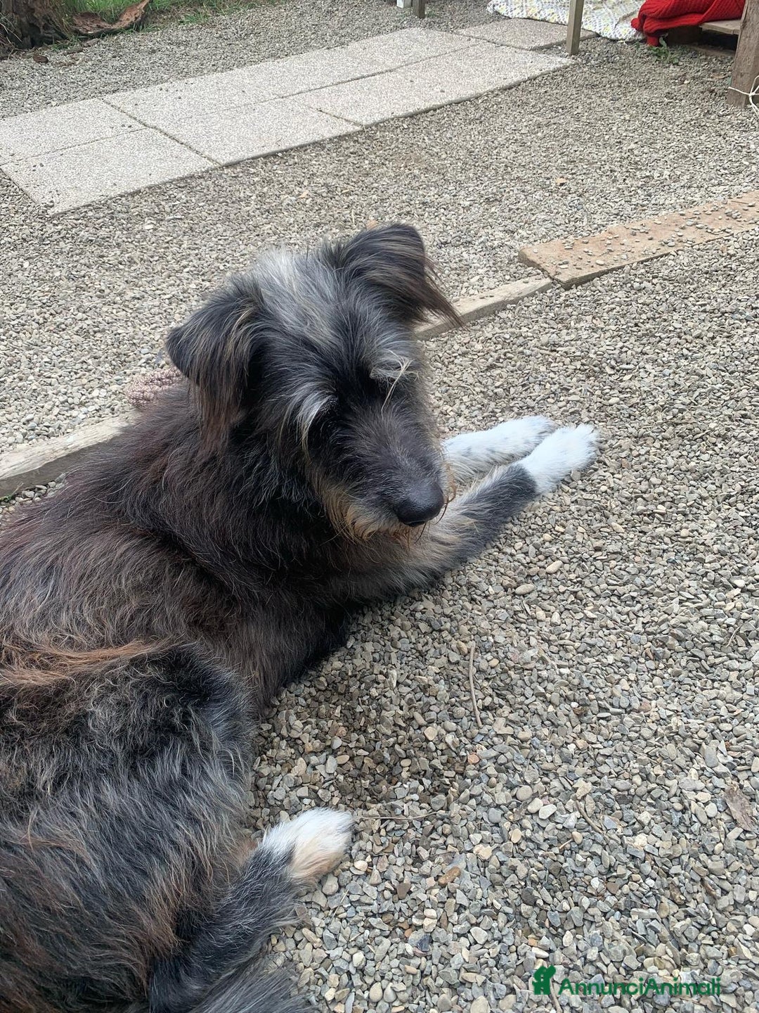 Meticcio cani in regalo: Benji un gigante affettuosissimo a Città Metropolitana di Milano - Annuncio 3