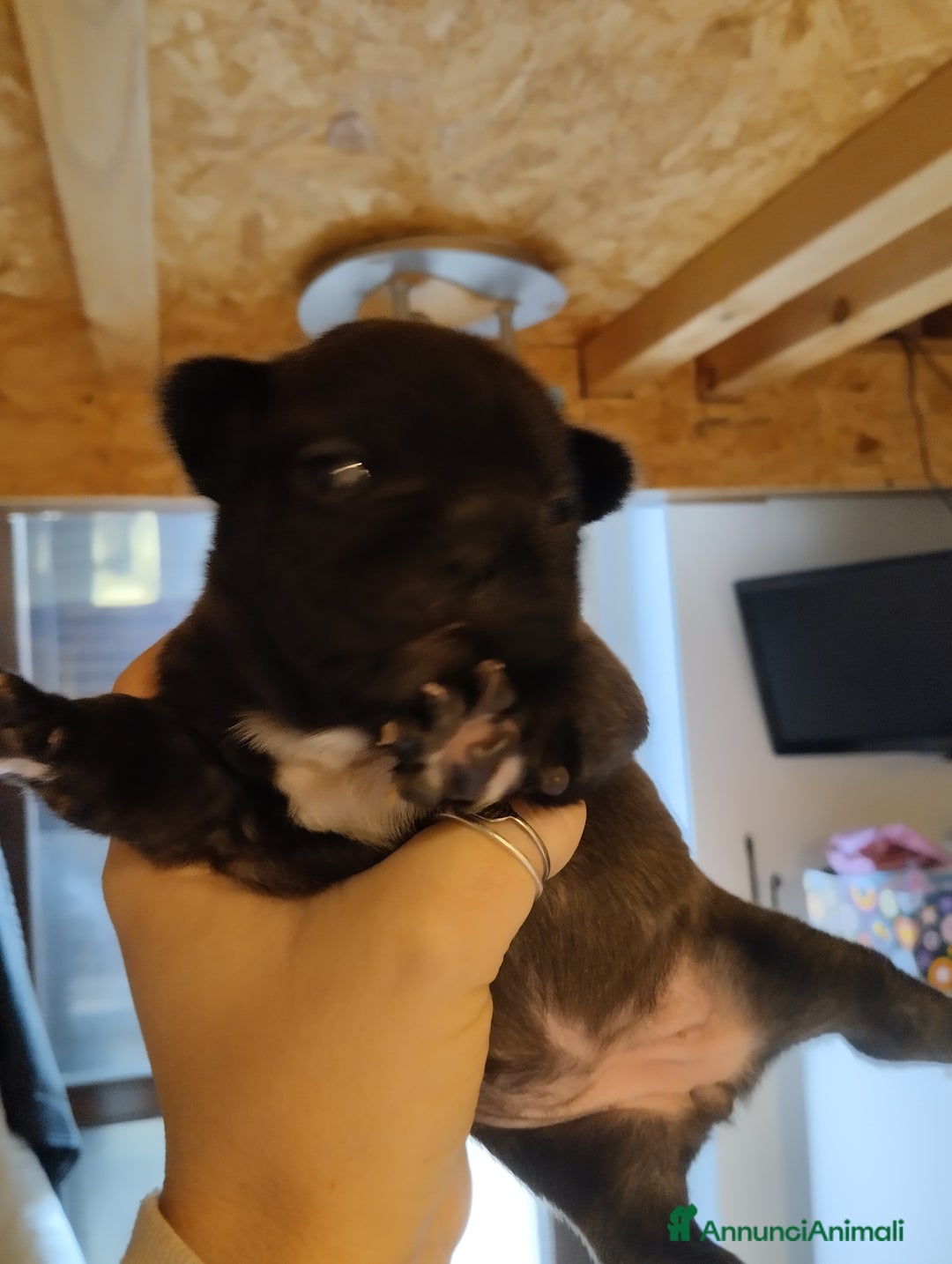 Bulldog Francese cani in vendita: Cuccioli bulldog francese  - Annuncio 6