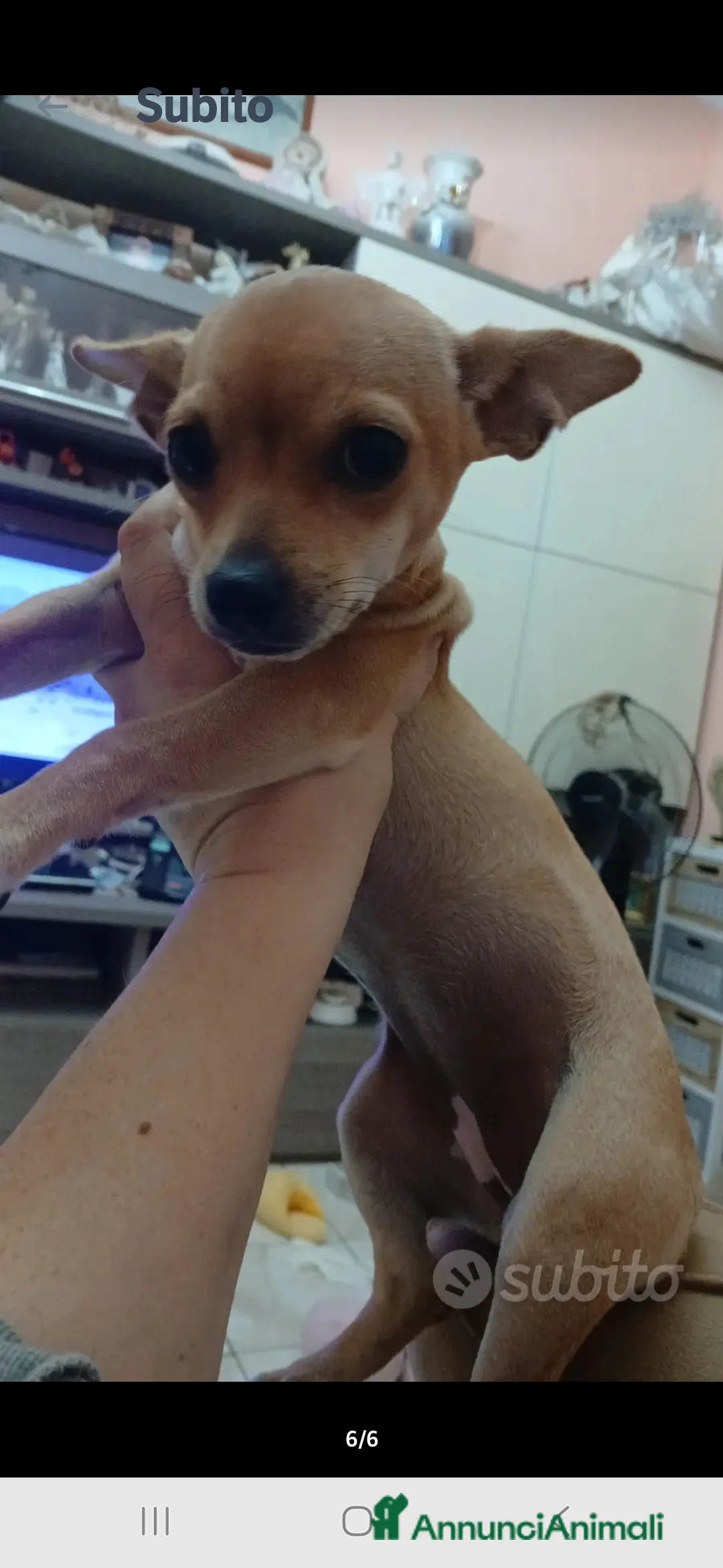 Chihuahua cani in vendita: Cuccioli chihuahua - Annuncio 34