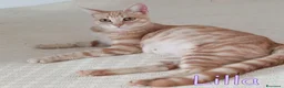 Europeo gatti in regalo:  LILLA GATTINA STUPENDA - Annuncio 4