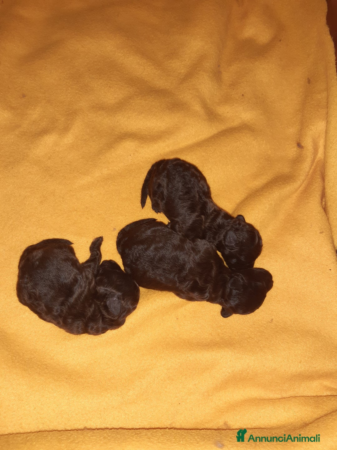 Barboncino cani in vendita: Barboncini Marroni , Bianchi e Neri con Pedigree - Annuncio 3