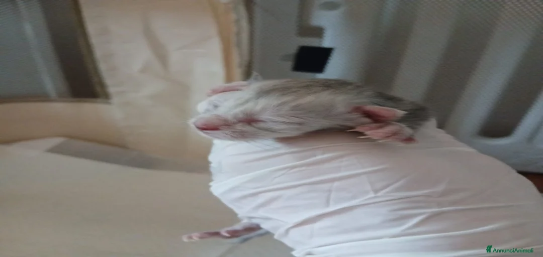 Immagine della galleria {{count}}