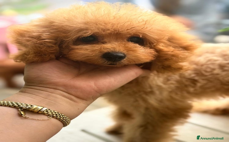 Barboncino Toy cani - Annuncio 6