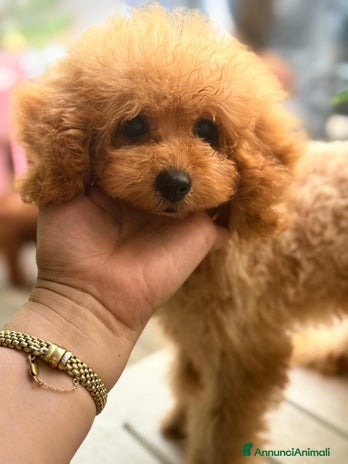 Barboncino Toy cani - Annuncio 6