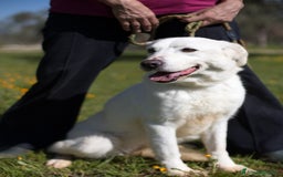 Meticcio cani in regalo: Ellen, un cane pronto a splendere a Città Metropolitana di Bari - Immagine 1