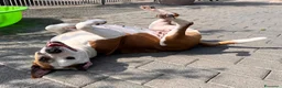 Meticcio cani in regalo: MAYA AMSTAFF - Annuncio 2
