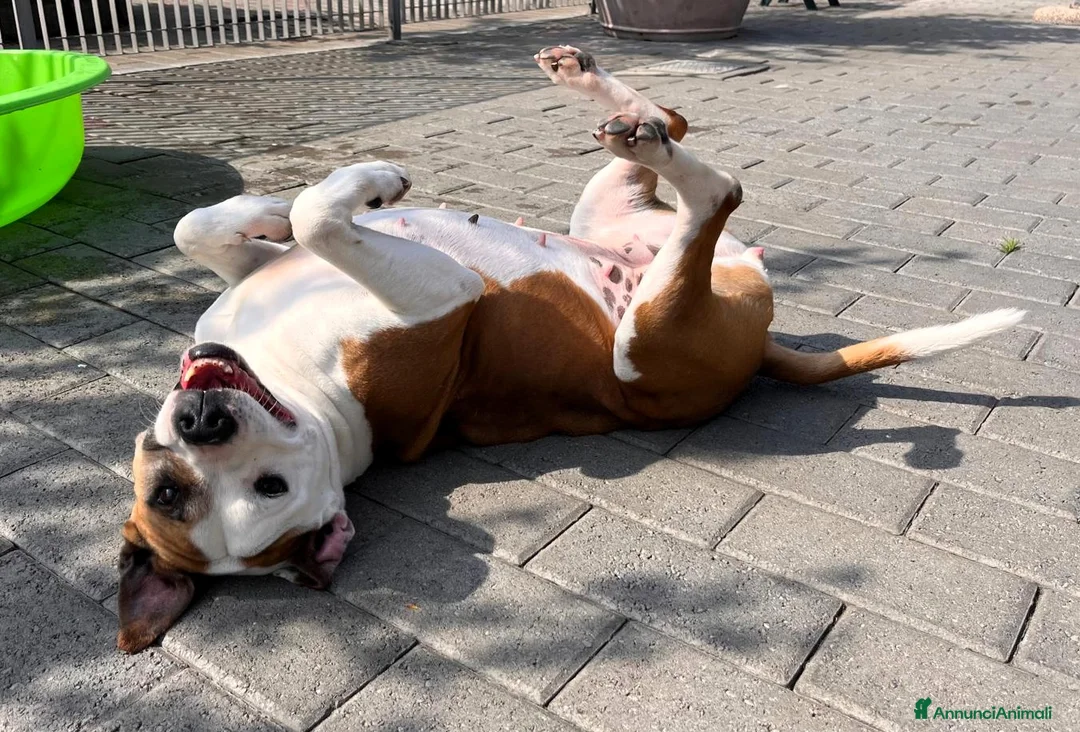 Meticcio cani in regalo: MAYA AMSTAFF - Annuncio 2