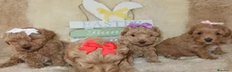 Maltipoo cani in vendita: Splendidi cuccioli di Maltipoo - Annuncio 9