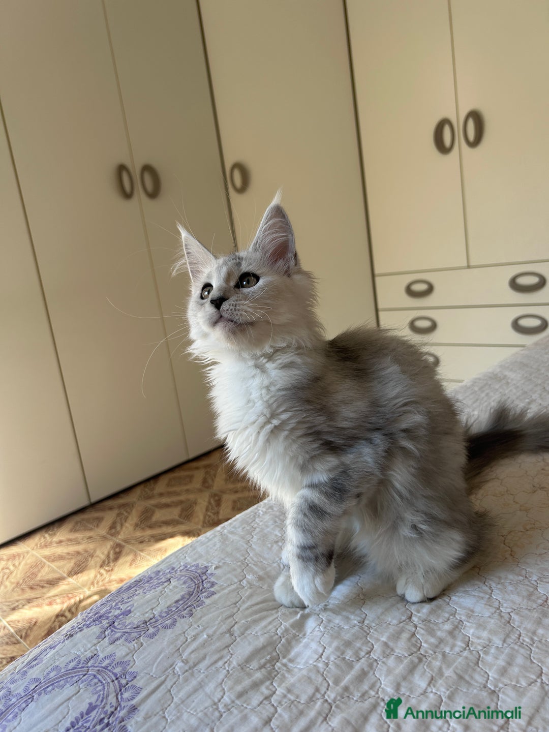 Maine Coon gatti in vendita: Maine Coon femmina ped. Anfi - Annuncio 5