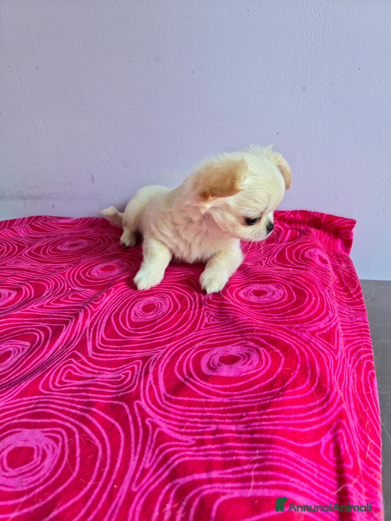Chihuahua cani Chihuahua  - Annuncio 1
