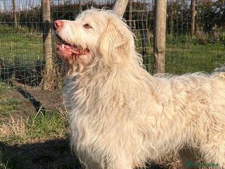 Meticcio cani 2 anni: BUTTATI VIA DALLA SUA FAMIGLIA - Annuncio 1