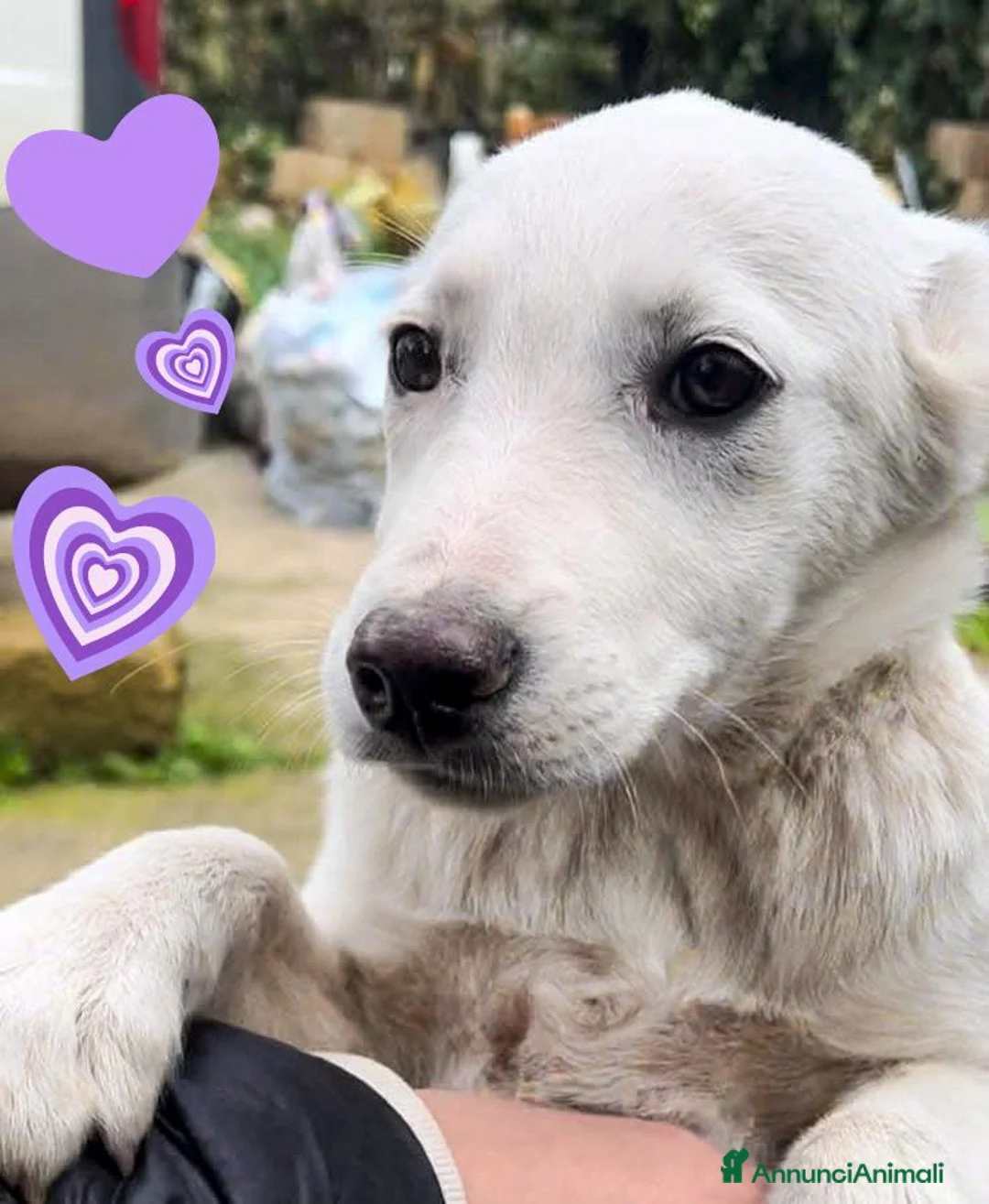 Meticcio cani in regalo: WILMA🩷-cagnolina. Non lasciarla in canile 😞🥺 - Annuncio 5