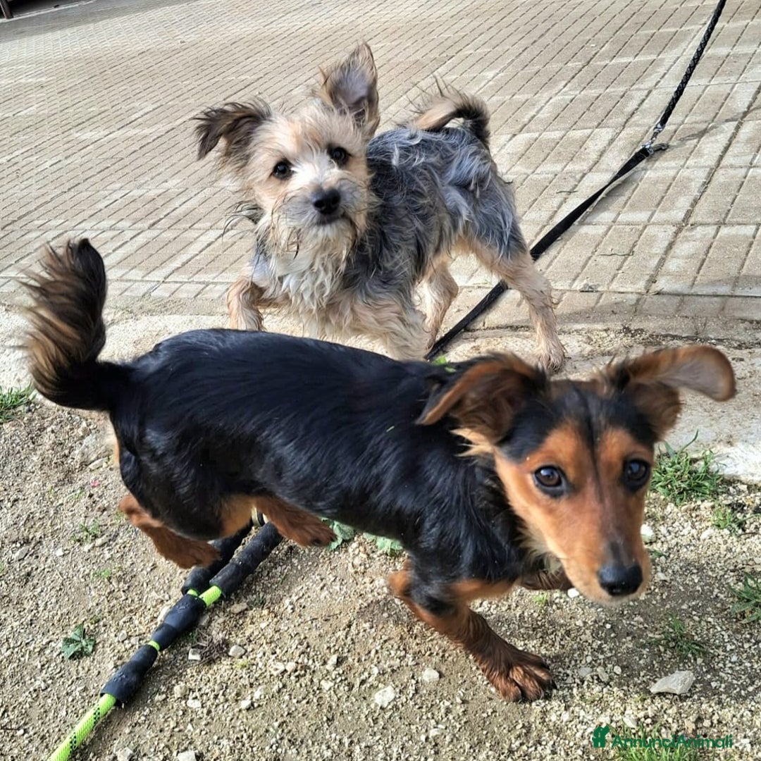 Meticcio cani in regalo: Weeny e Withcy 7 mesi taglia mini - Annuncio 6