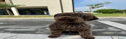 Lagotto cani in vendita: Cuccioli lagotto romagnolo  - Annuncio 14