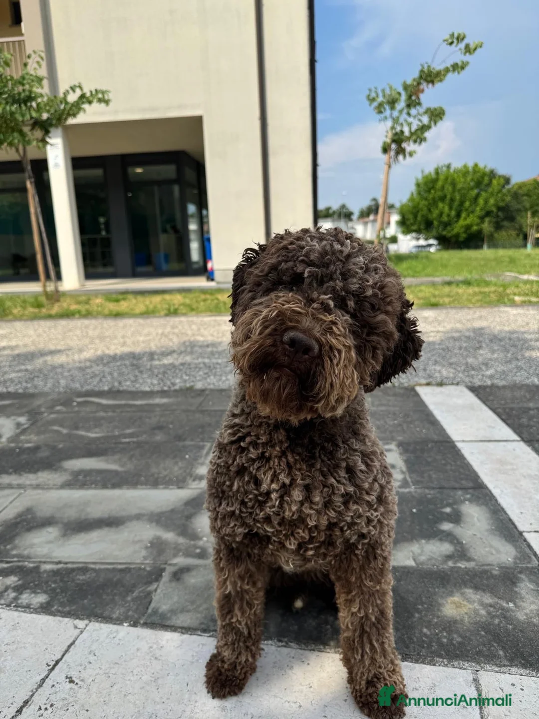 Lagotto cani in vendita: Cuccioli lagotto romagnolo  - Annuncio 14