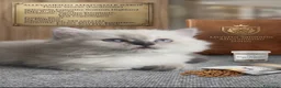 Scottish gatti in vendita: Schottish Highland fold & straight - Annuncio 4
