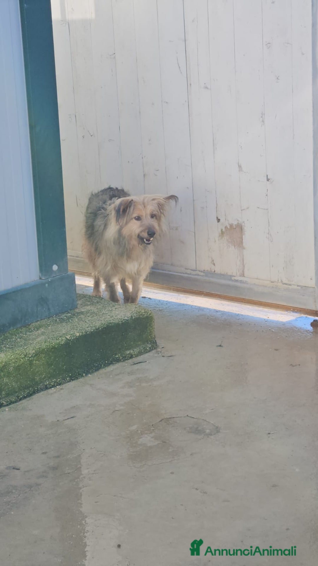 Meticcio cani in regalo: Vanny: una vita in canile, docile e socievole  - Annuncio 9