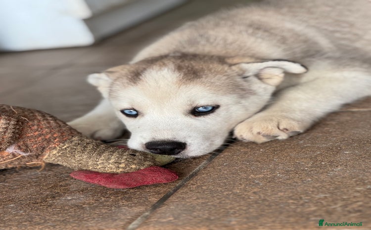 Husky cani a Provincia di Vibo Valentia - Annuncio 18
