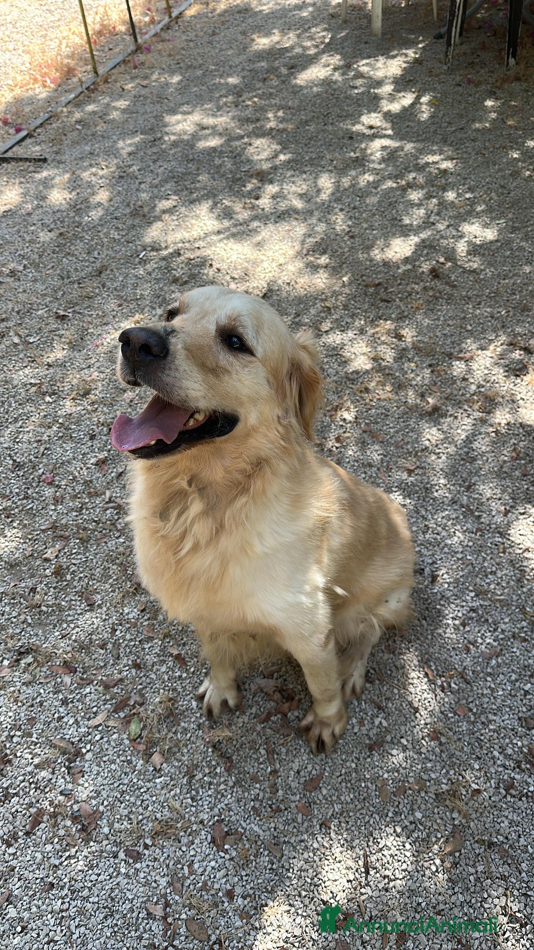 Golden Retriever cani in regalo: Splendido Golden Retreiver - CASPER - Annuncio 2