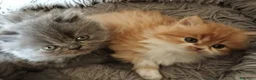 Persiano gatti in vendita: Cucciolo di persiano maschio - Annuncio 6