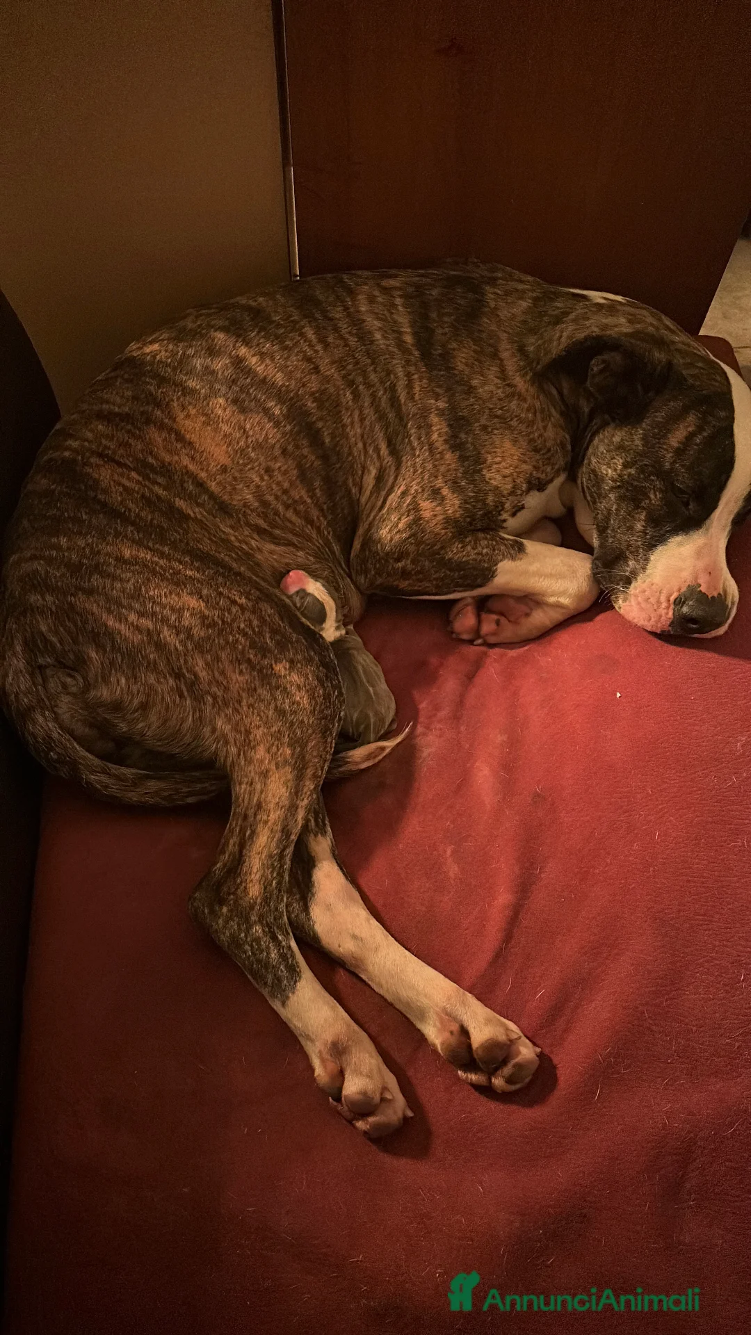 Pitbull cani in vendita: pitbull ukc black nose - Annuncio 11