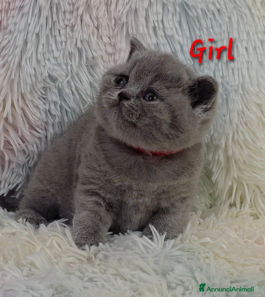 British gatti in vendita: Cucciole British shorthair  - Annuncio 13