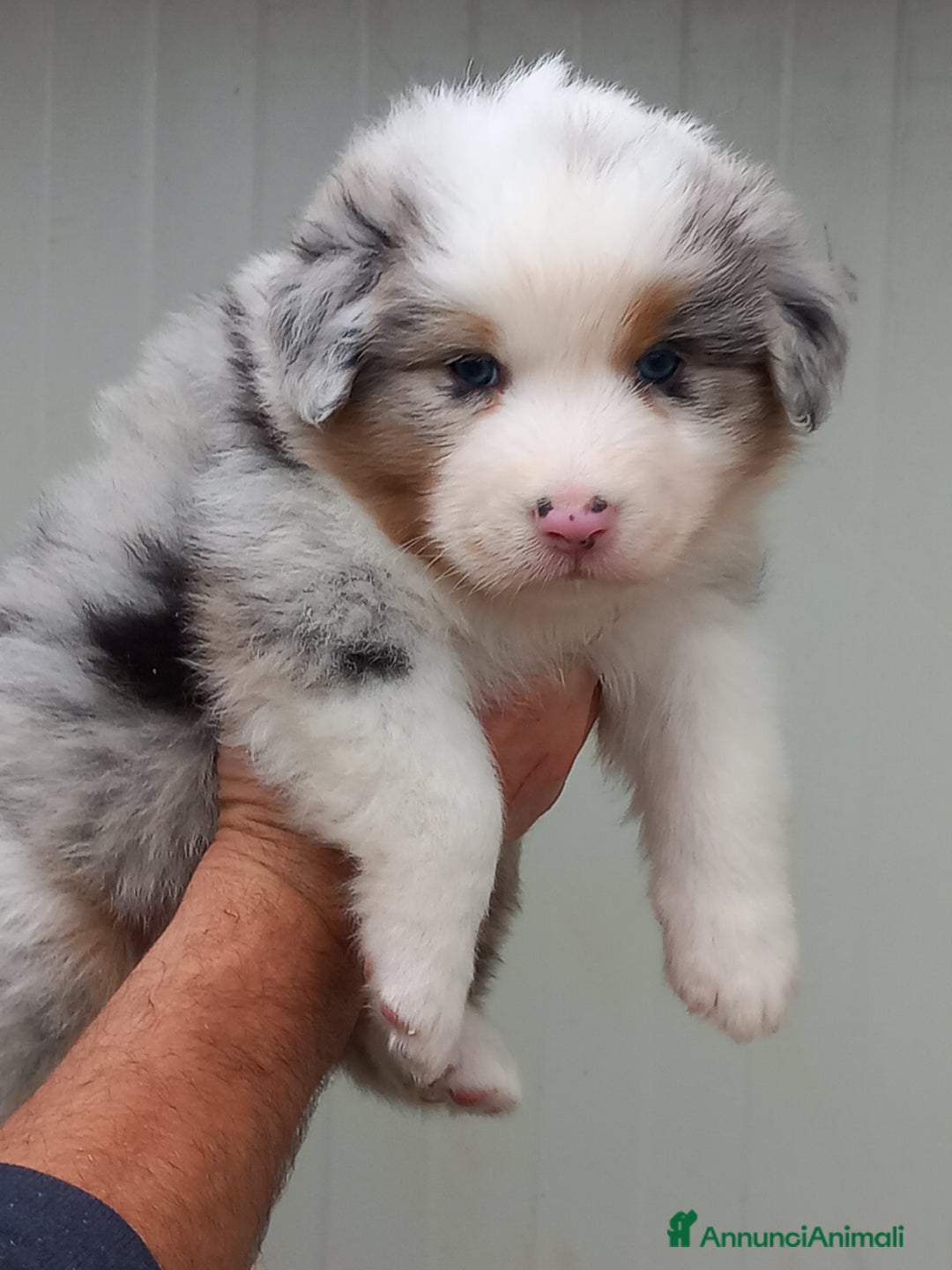 Australian Shepherd cani in vendita: Cuccioli pastore australiano  - Annuncio 5