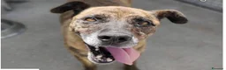 Meticcio cani in regalo: BALU' buono nonostante tutto! - Annuncio 1