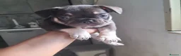 Bulldog Francese cani in vendita: Bulldog francese  - Annuncio 8