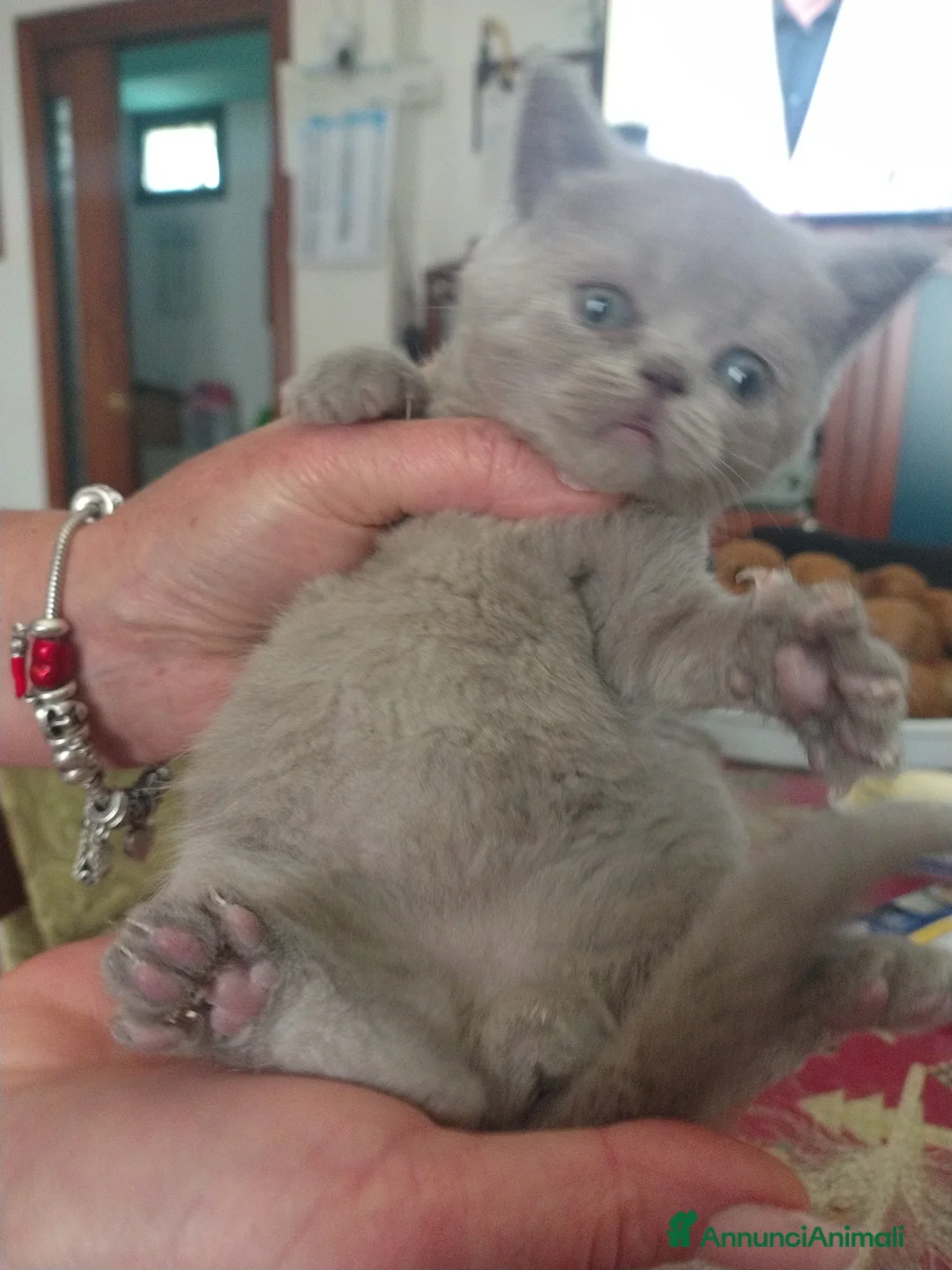 Scottish gatti in vendita: Cuccioli di Scottish - Annuncio 5