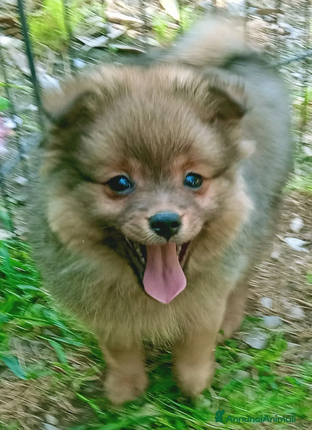 Spitz cani in vendita: Spitz tedesco piccolo volpino  - Annuncio 2