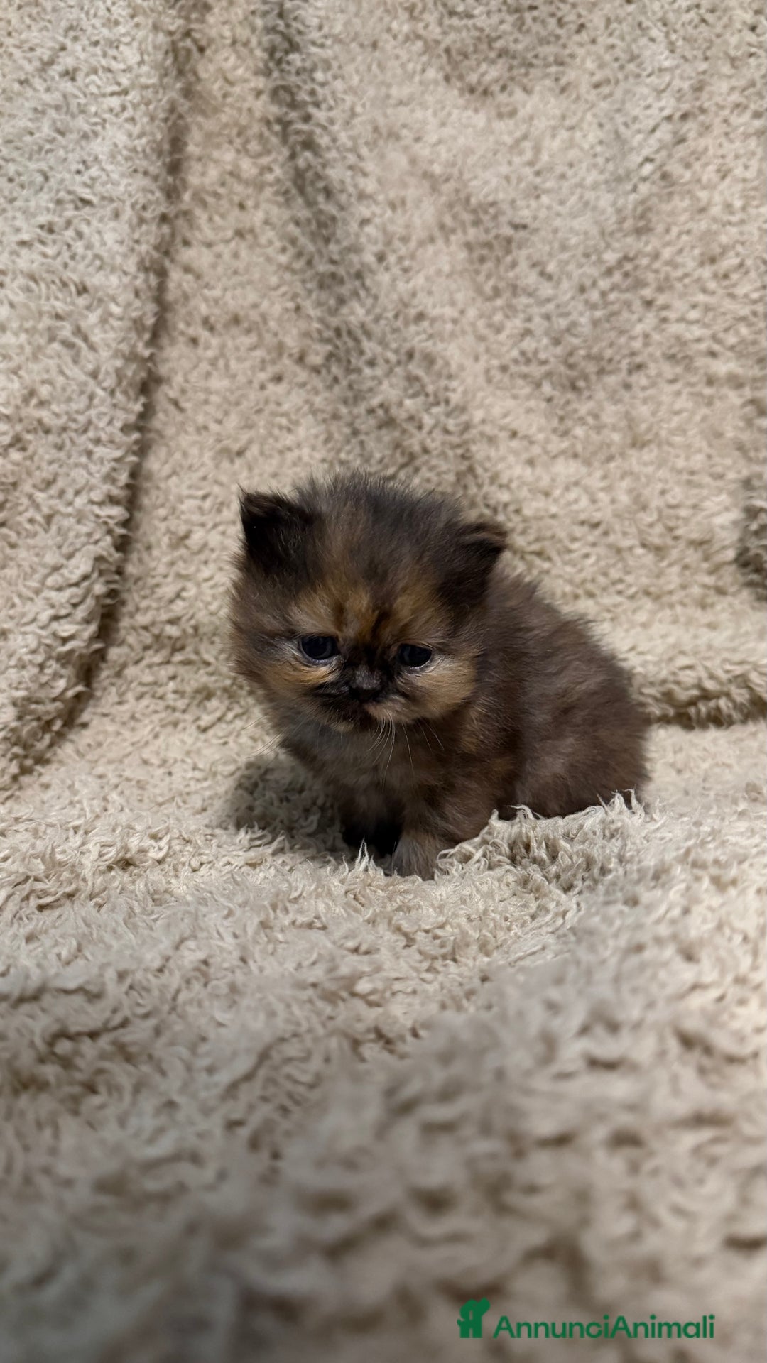 Persiano gatti in vendita: Gattini persiani nati il 17/10 - Annuncio 8