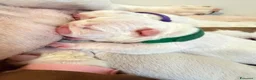Bulldog cani in vendita: Cuccioli Di Bulldog  - Annuncio 3