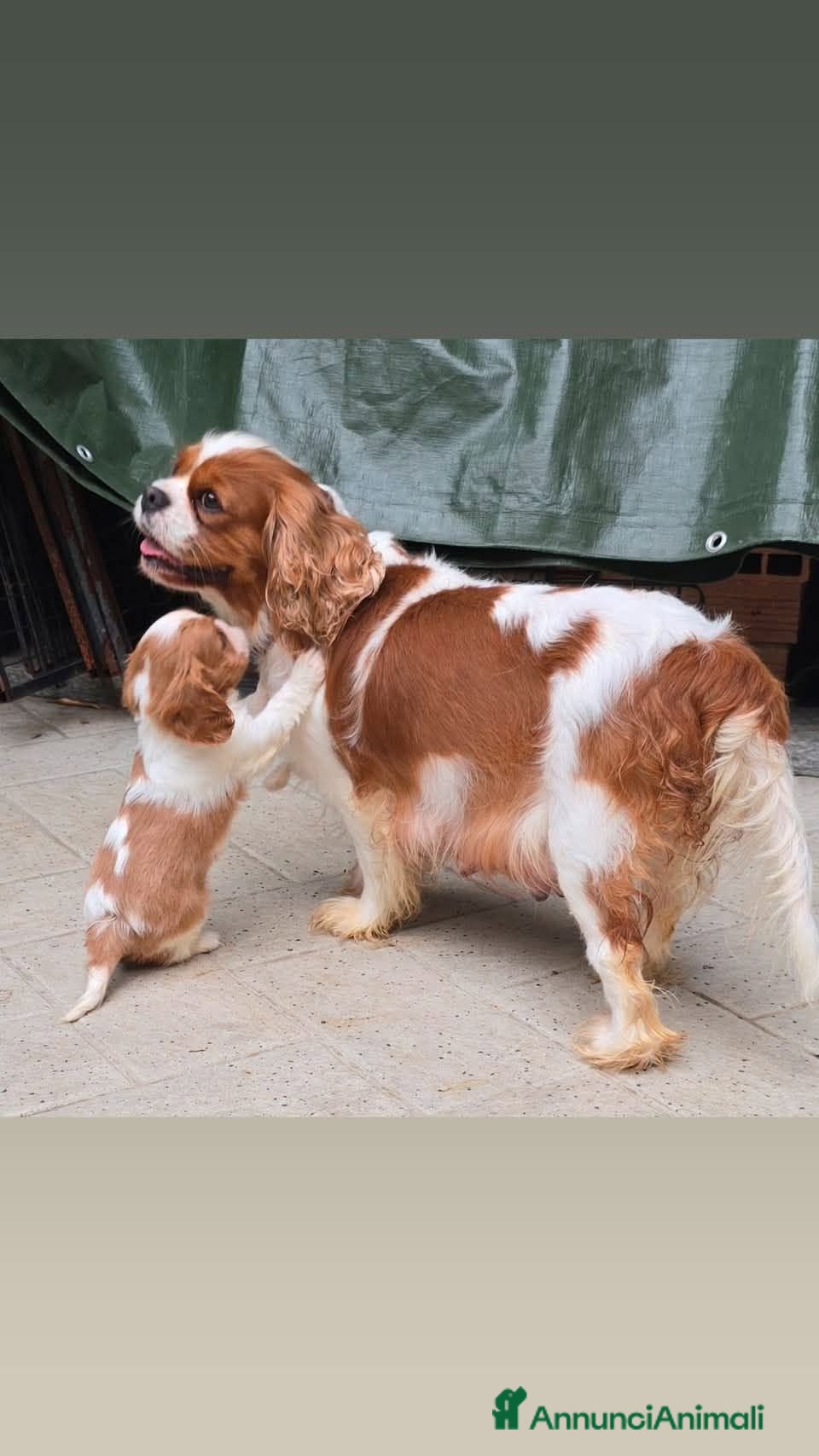 Cavalier King cani 3 bellissimi cavalier king  - Annuncio 1