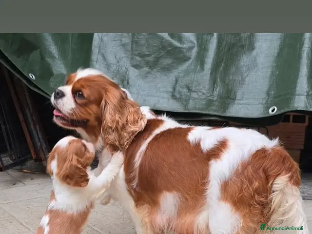 Cavalier King cani 3 bellissimi cavalier king - Annuncio 2