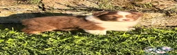 Australian Shepherd cani in vendita: Cuccioli Australian Shepherd - Annuncio 7