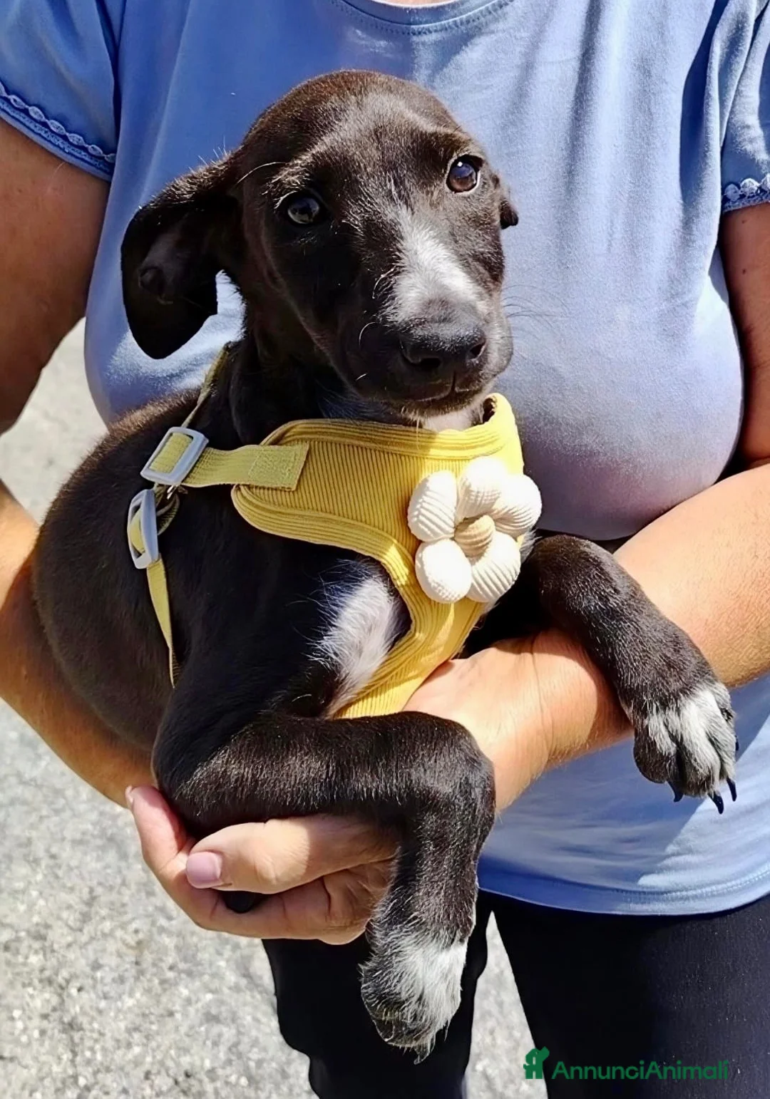 Meticcio cani in regalo: Batman a Provincia di Savona - Annuncio 5