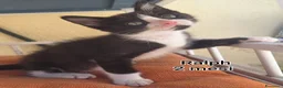 Meticcio gatti in regalo: GATTINI ABBANDONATI: URGENTE  a Città Metropolitana di Torino - Annuncio 4