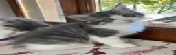 Norvegese gatti in vendita:  Gattino cucciolo di gatto norvegese delle foreste a Provincia di Parma - Annuncio 6