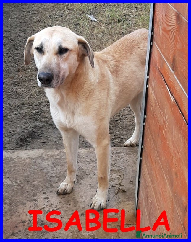 Meticcio cani ISABELLA dagli occhi tristi - Annuncio 11