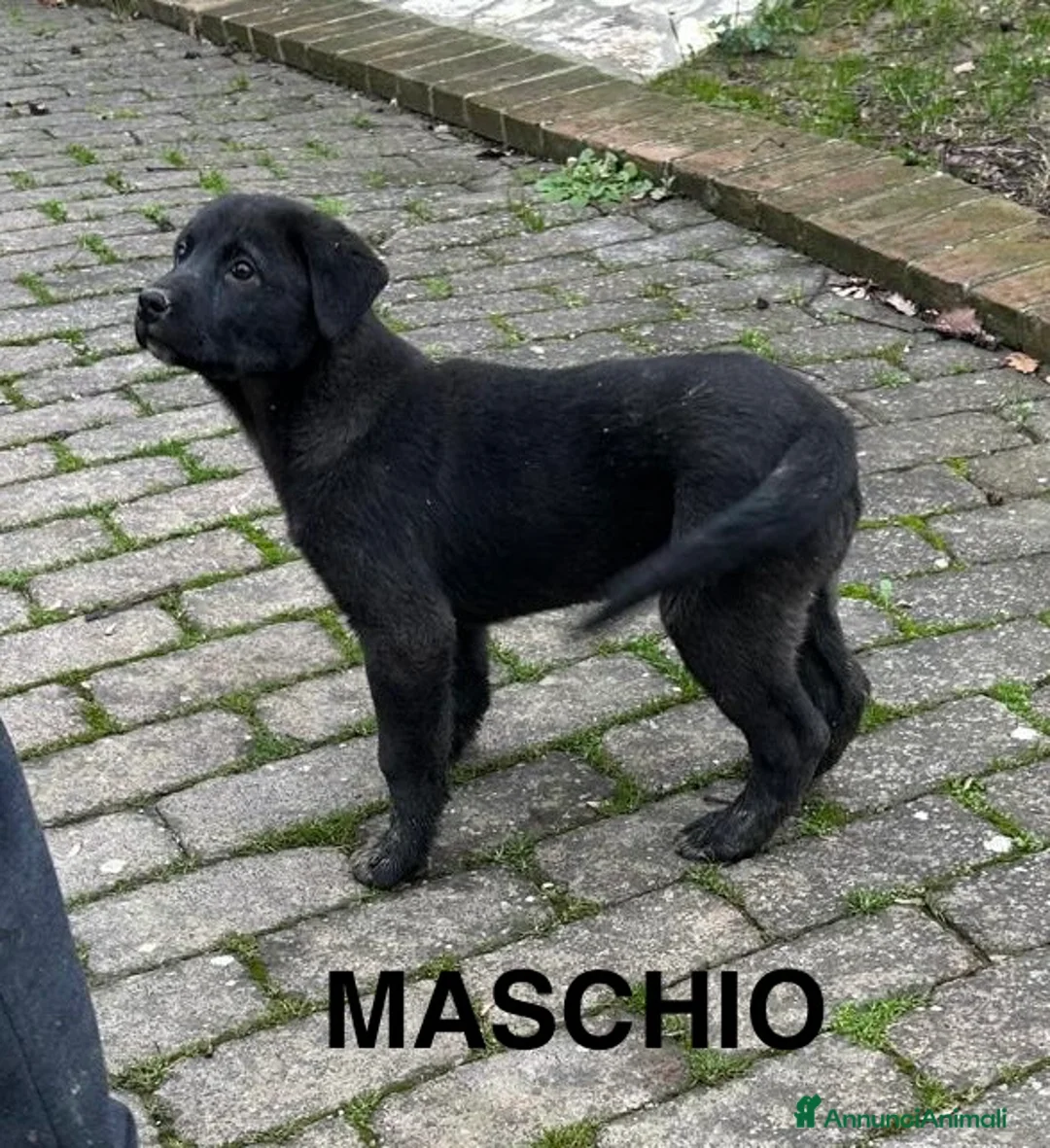 Pastore Asia Centrale cani in vendita: Cuccioli Pastore dell’Asia Centrale - Annuncio 5