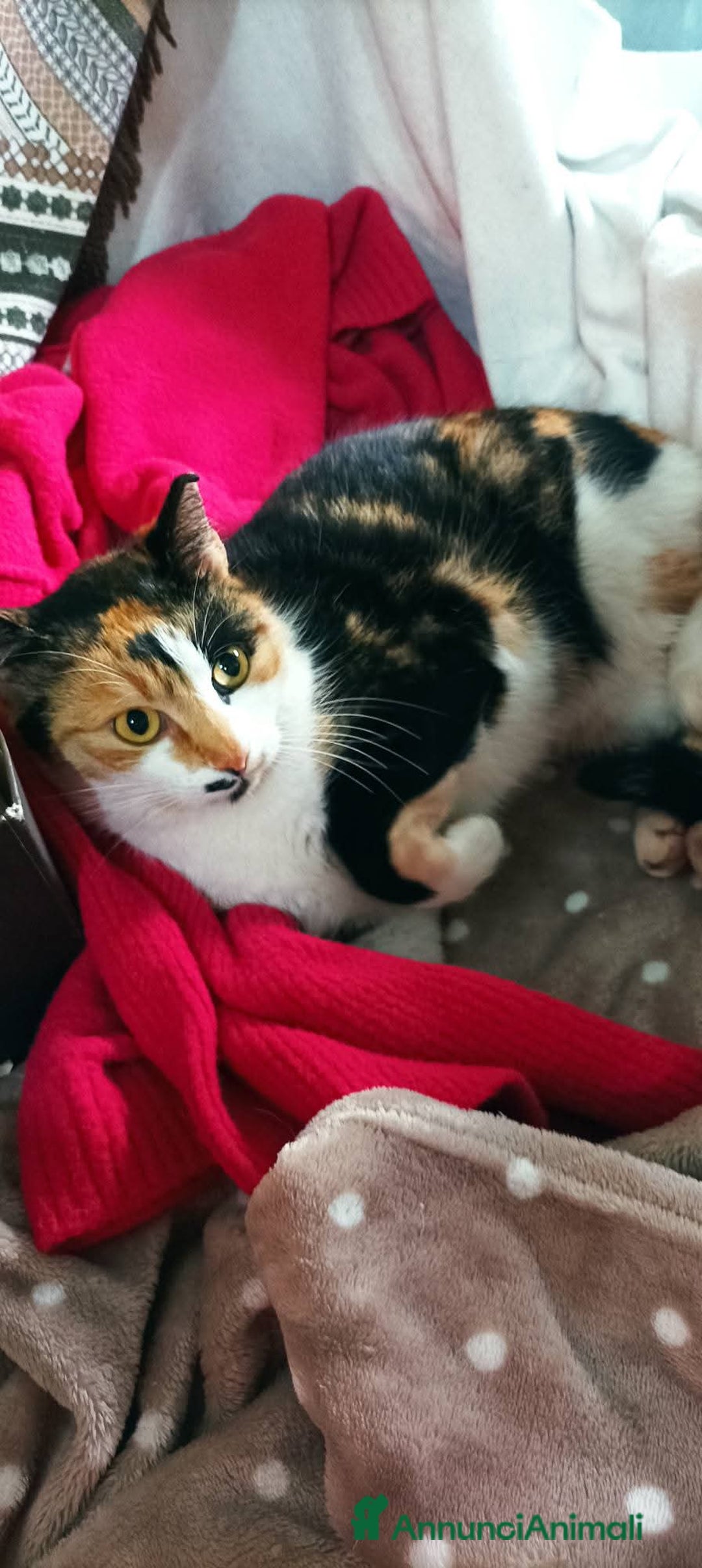 Meticcio gatti in regalo: Cucciola 6 mesi circa, bellissima Talia  - Annuncio 4